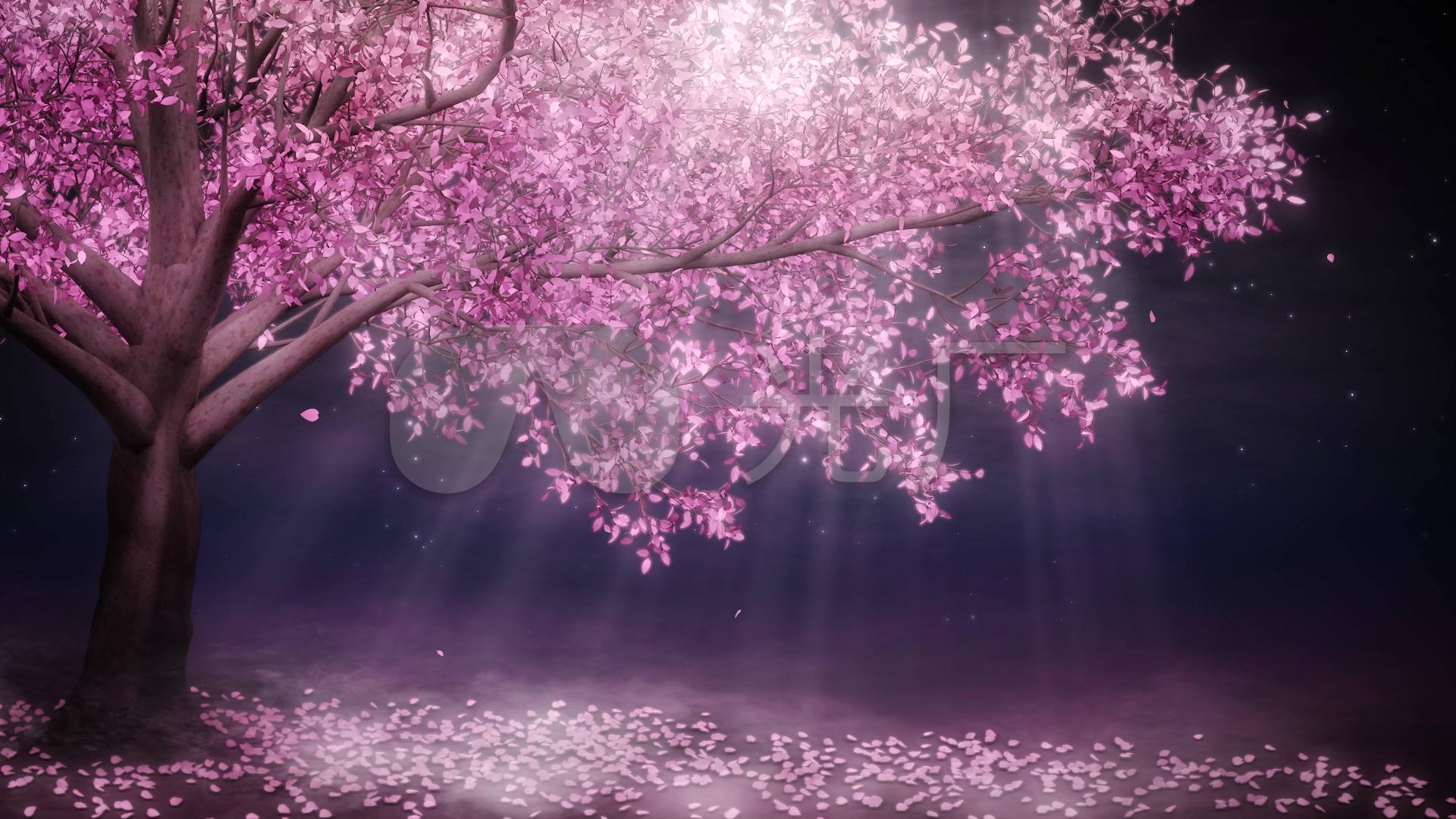 唯美梦幻浪漫樱花树循环视频