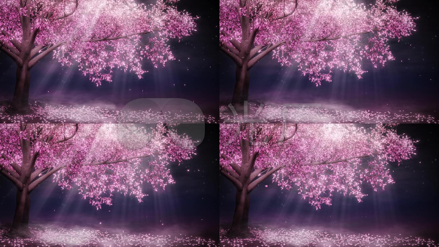 唯美梦幻浪漫樱花树循环视频