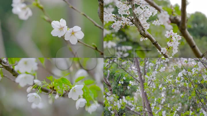 实拍唯美樱花发芽花朵绽放4k素材