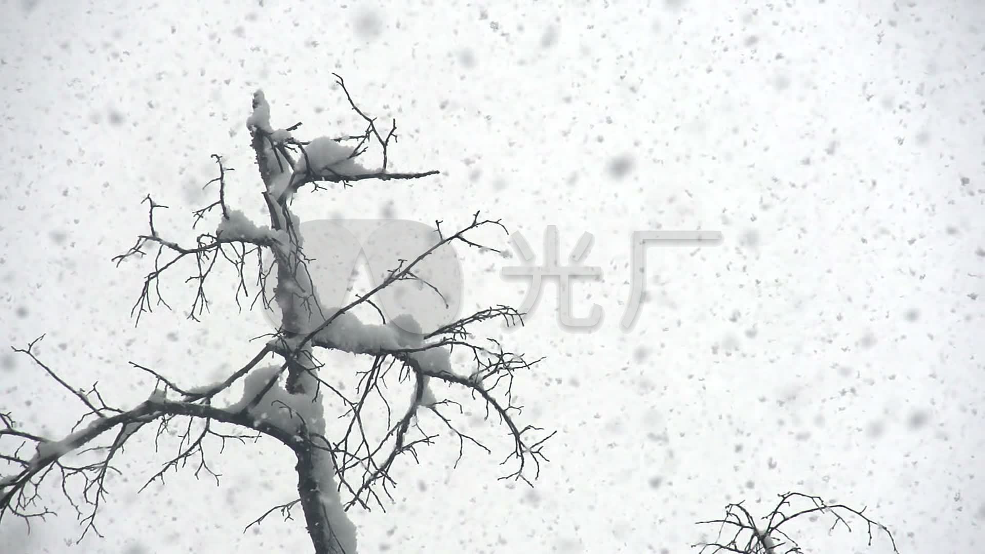 暴风雪树枝挂雪雪景