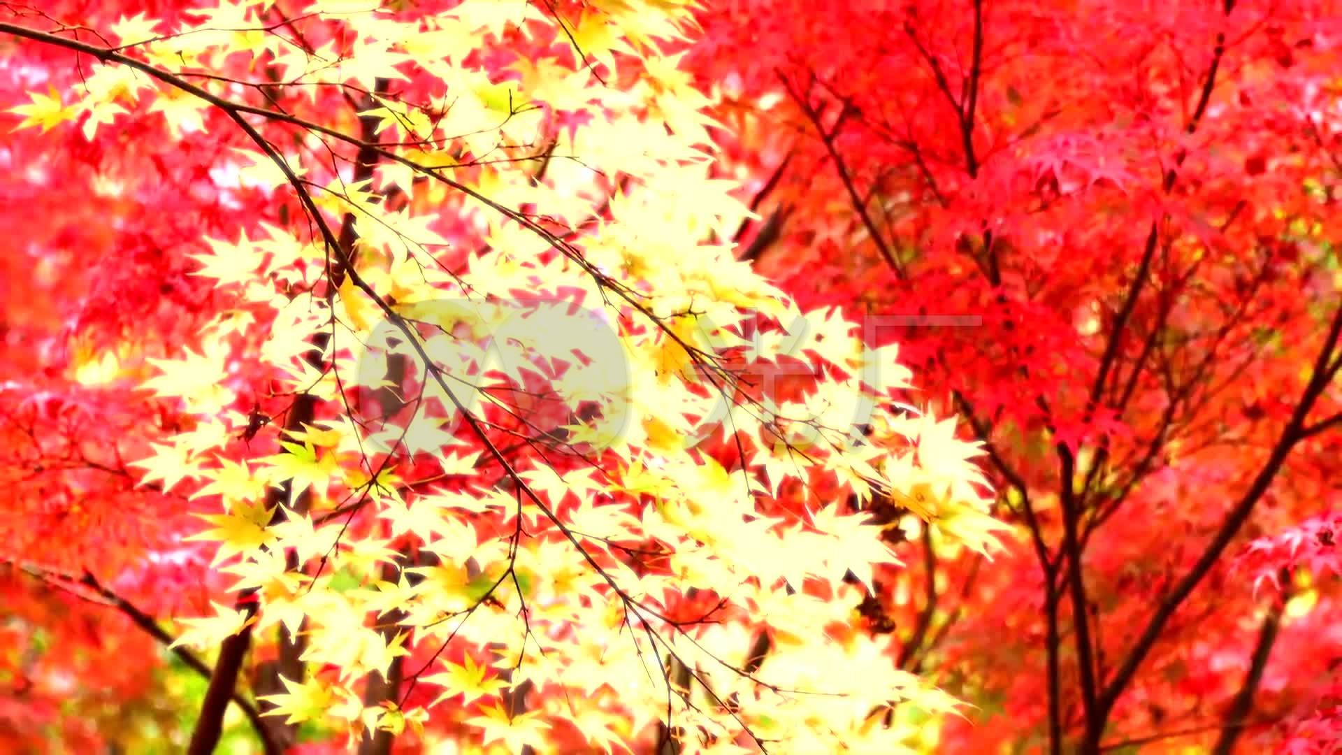 秋天金秋浪漫唯美红枫叶落叶飘落慢镜头_1920x1080图片