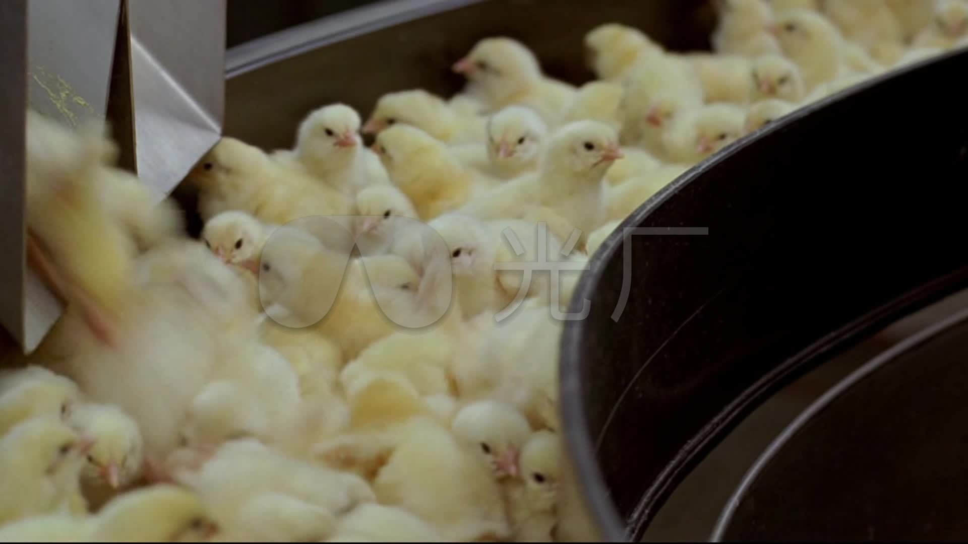 养鸡场鸡养殖_1920X1080_高清视频素材下载