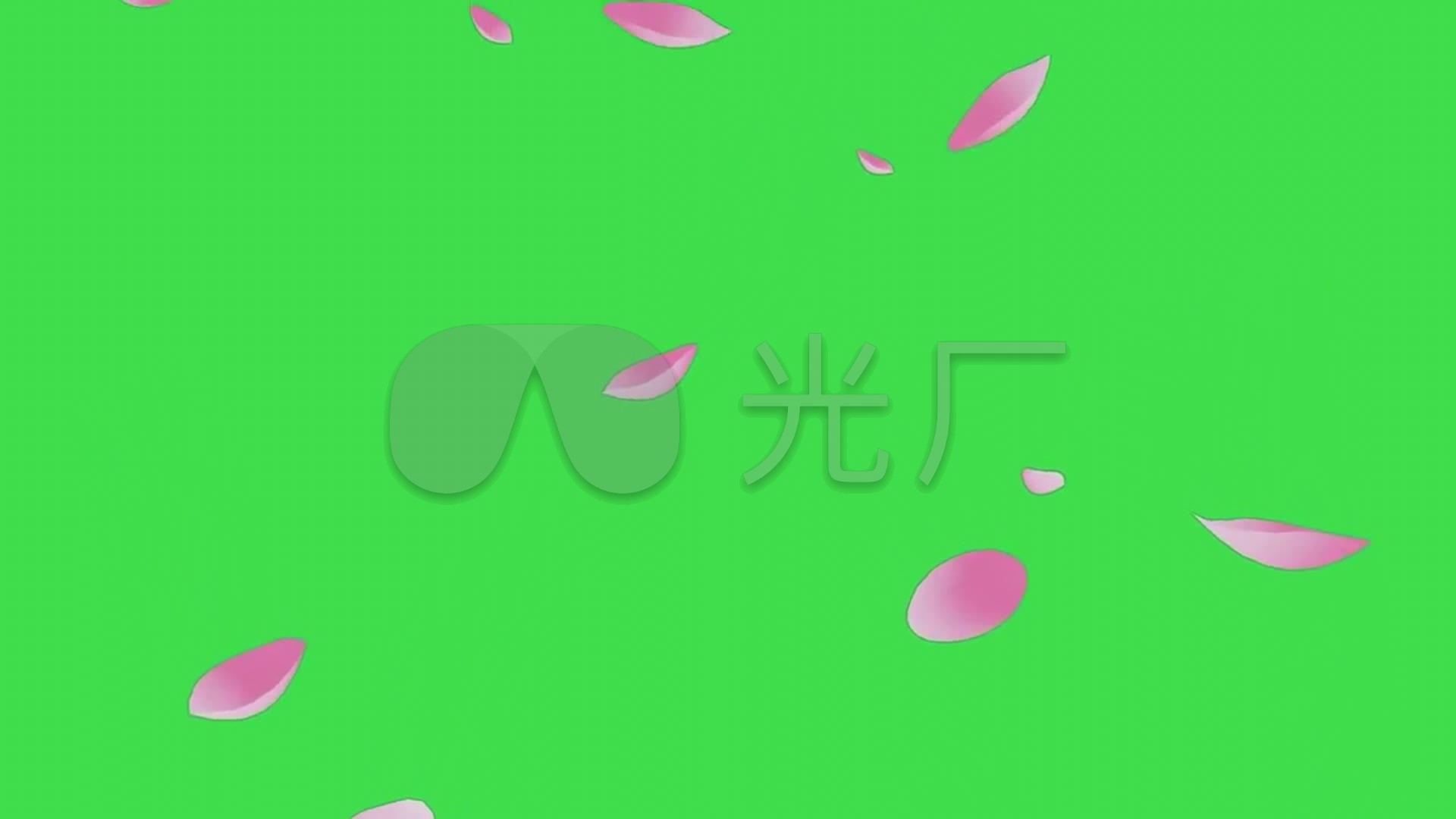 樱花花瓣飘落绿屏抠像_1920x1080_高清视频素材下载