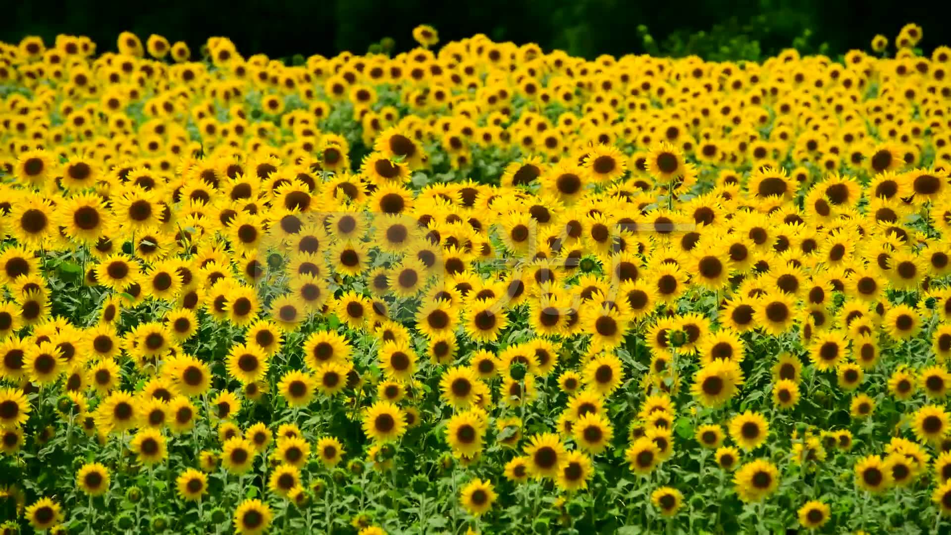 向日葵向阳花特写风中摇曳意境_1920x1080_高清视频