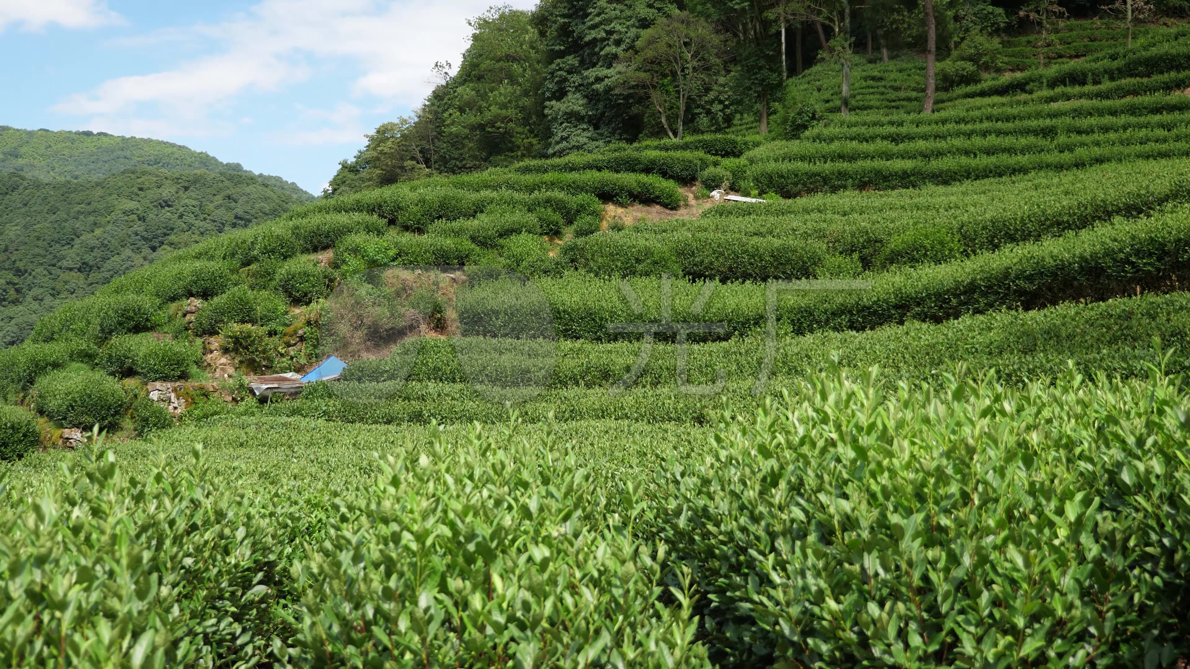 梅家坞茶叶-茶园_3840X2160_高清视频素材下载(编号:2830887)_实拍视频