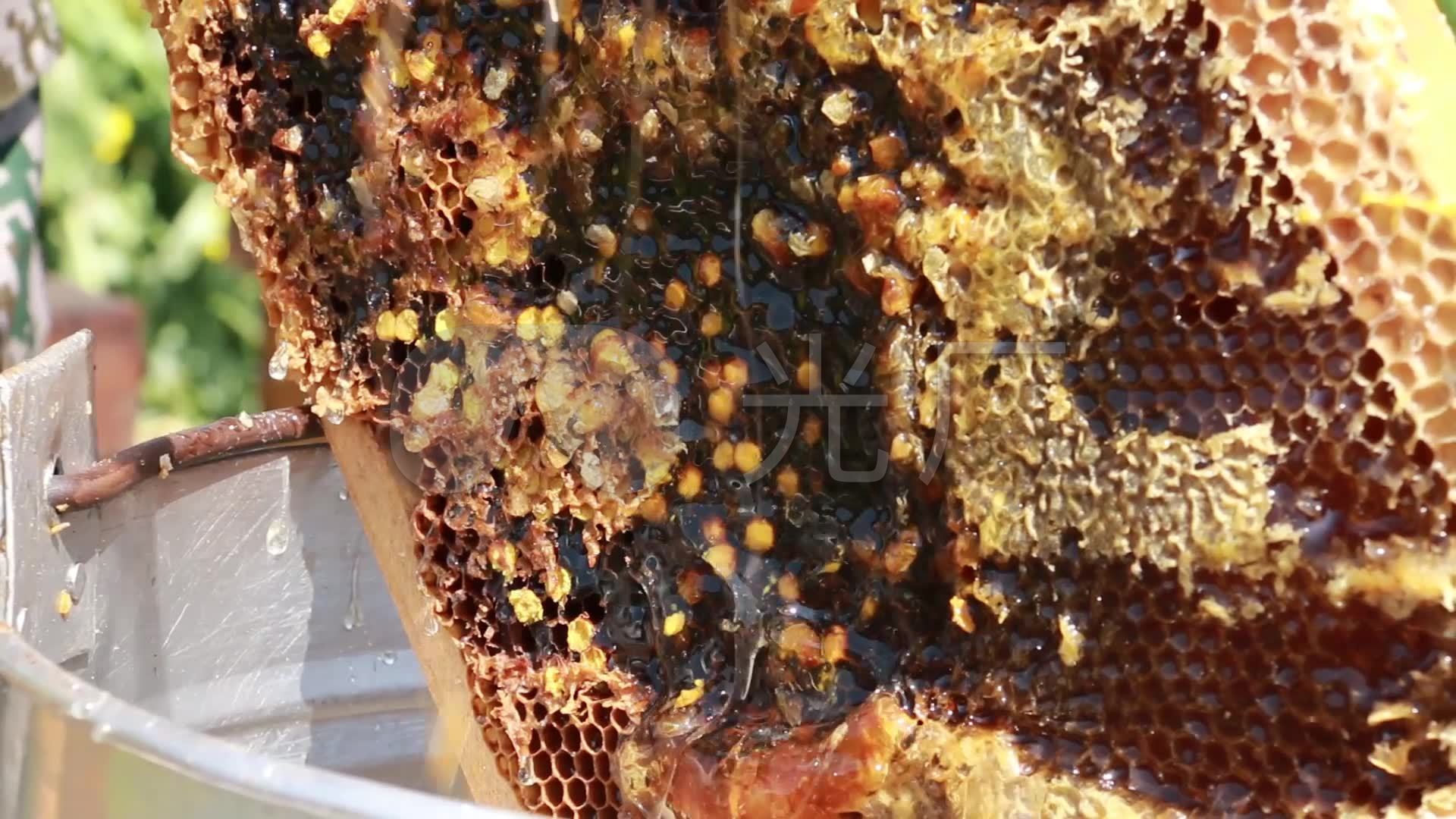 割蜂蜜 蜂胶 蜂蜜蜂蜡 蜜蜂