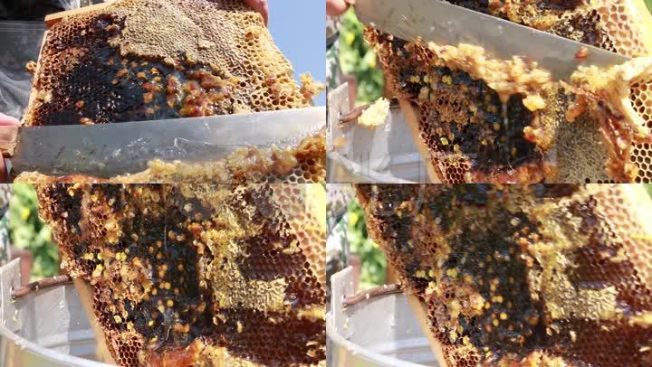 合欢花蜂蜜_合欢蜂蜜官网_合欢蜂蜜多少钱
