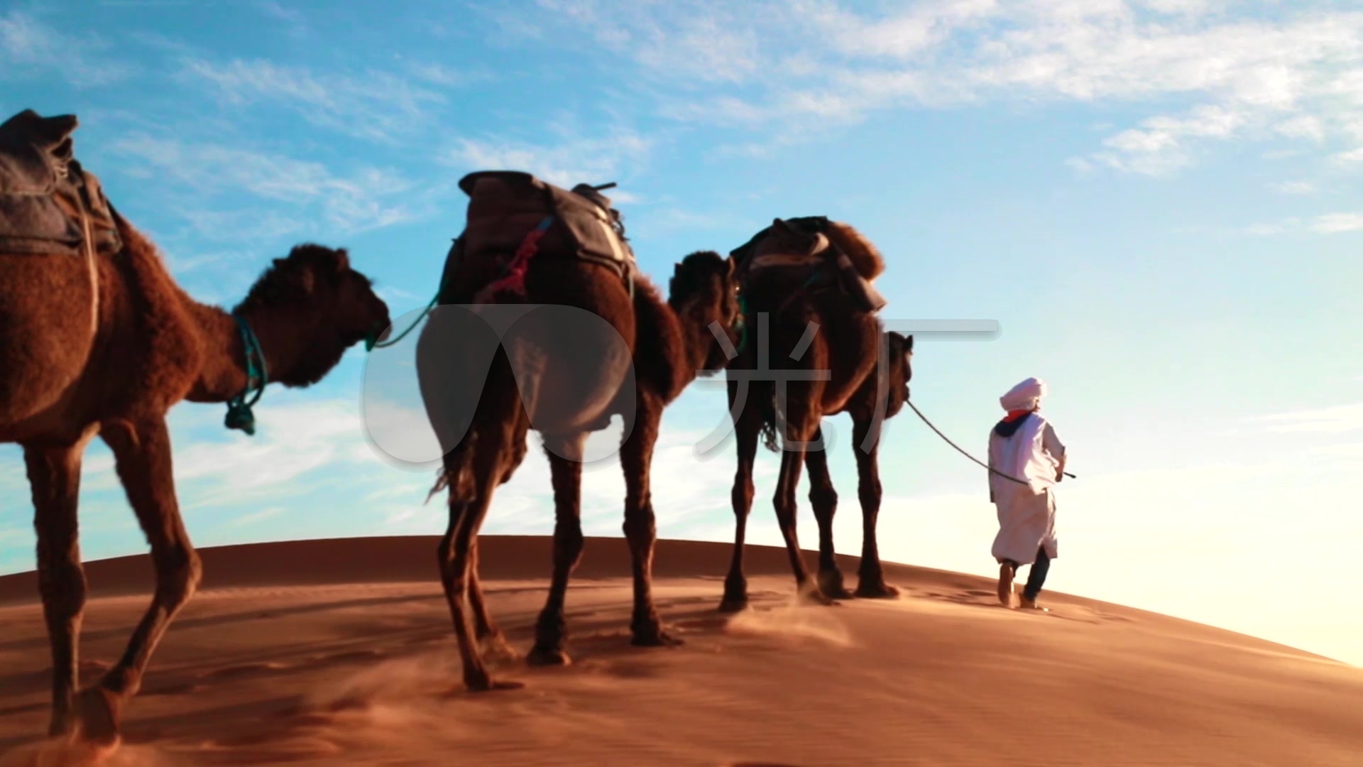 沙漠行走的骆驼图片 - 25H.NET壁纸库