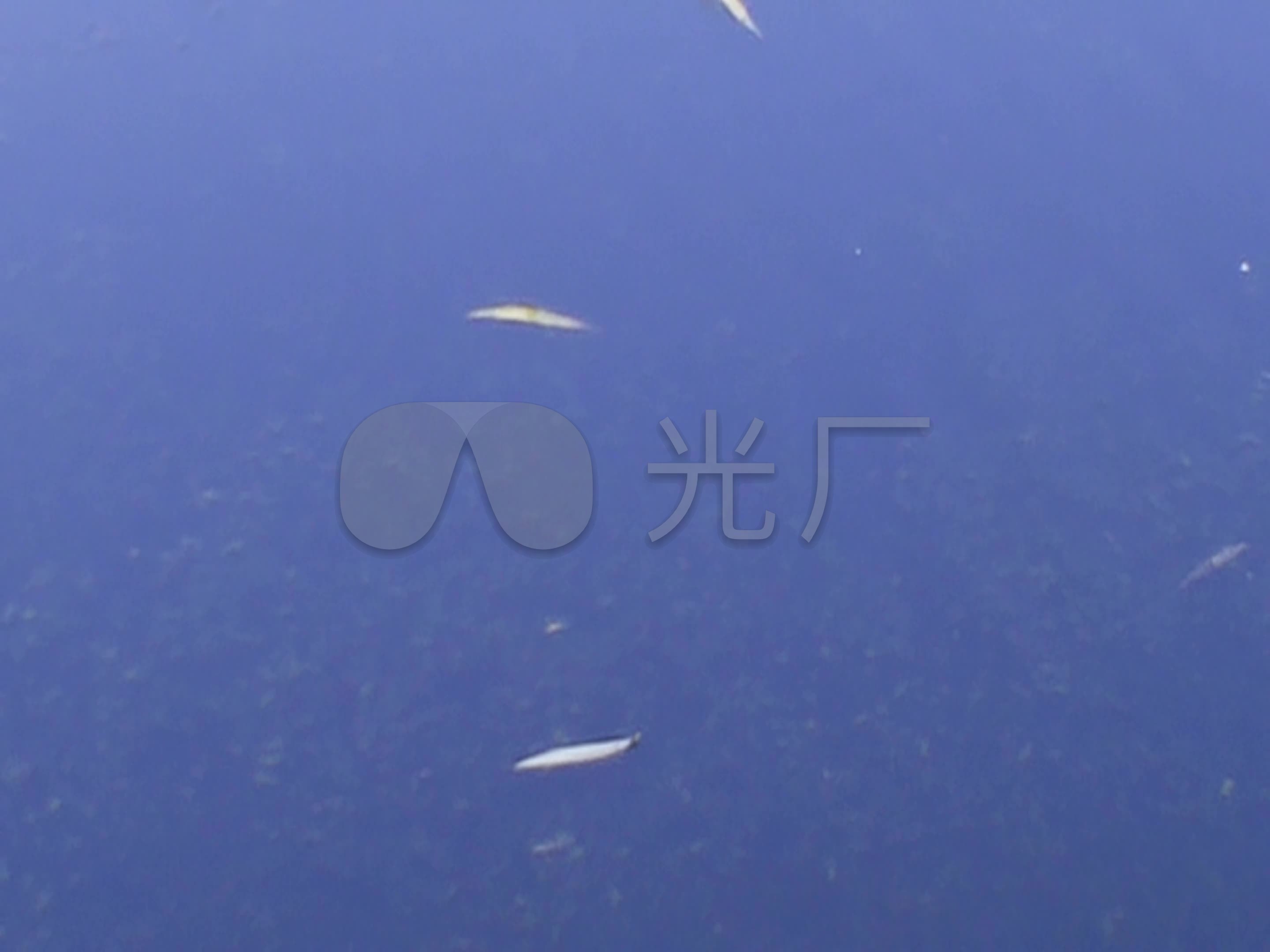 实拍 池塘 水面 落叶 高清视频