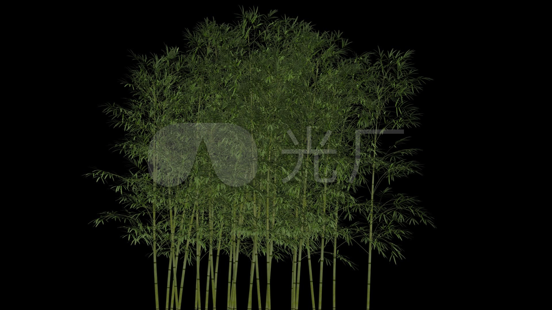 一簇绿竹摇动竹子带通道透明背景