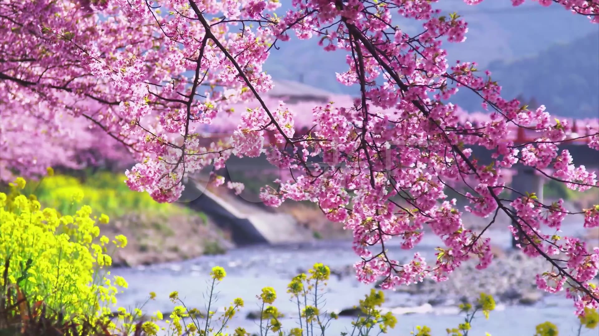 桃花美景