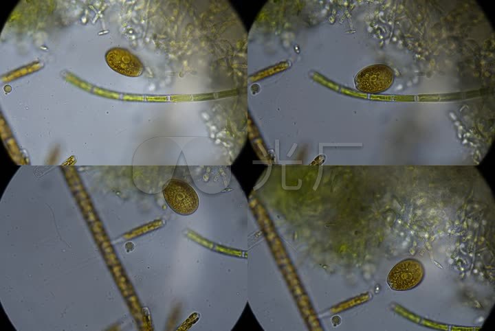 显微镜微生物细胞放大镜细菌