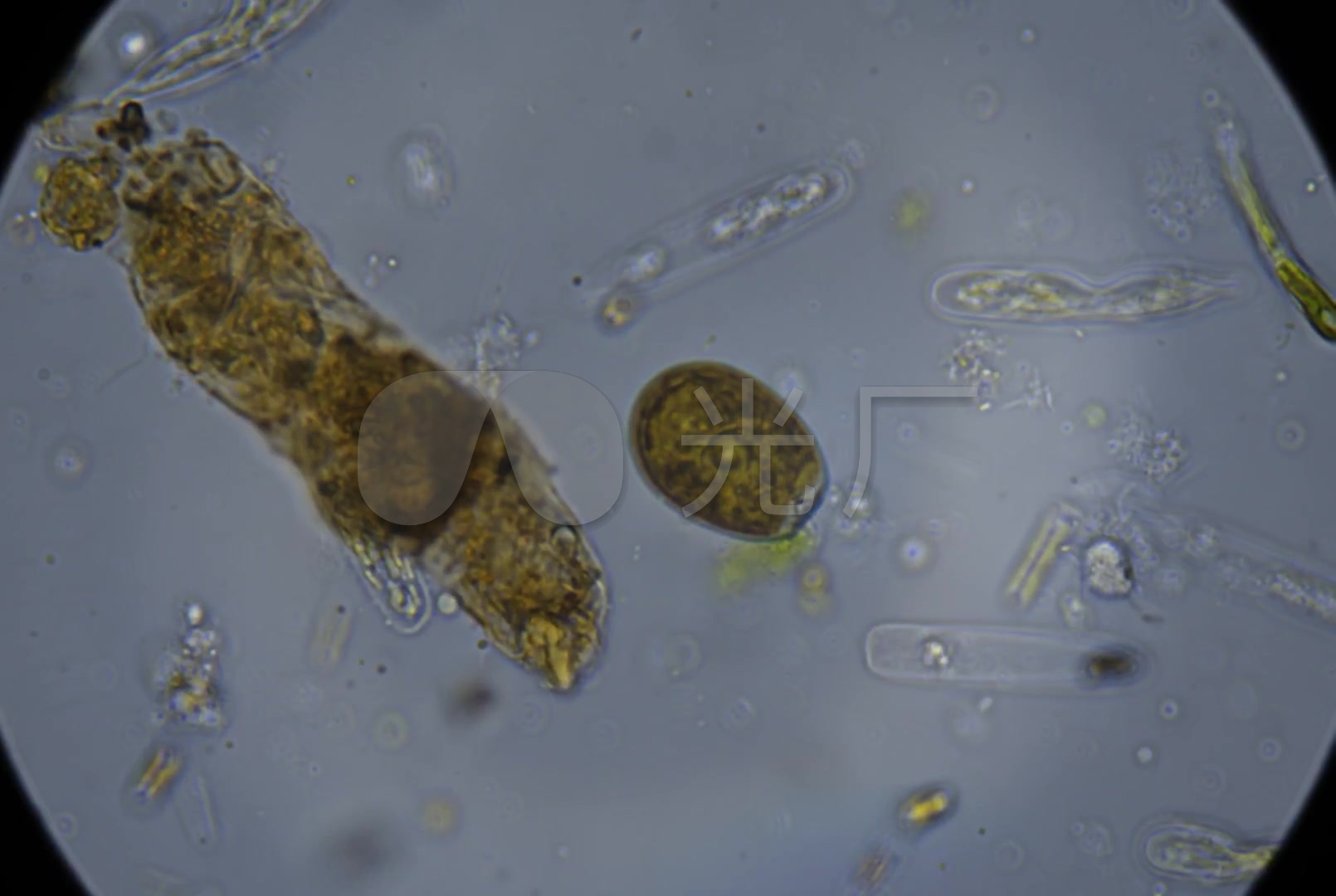 微生物细胞放大镜细菌_1610x1080_高清视频素材下载