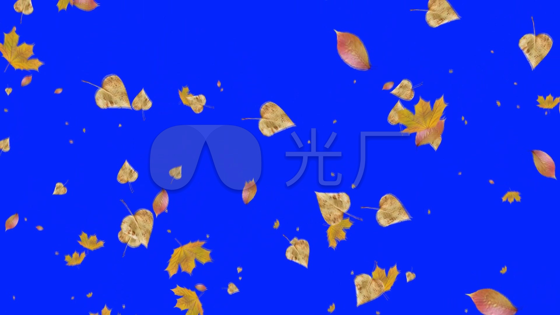 蓝屏树叶飘落下落枫叶