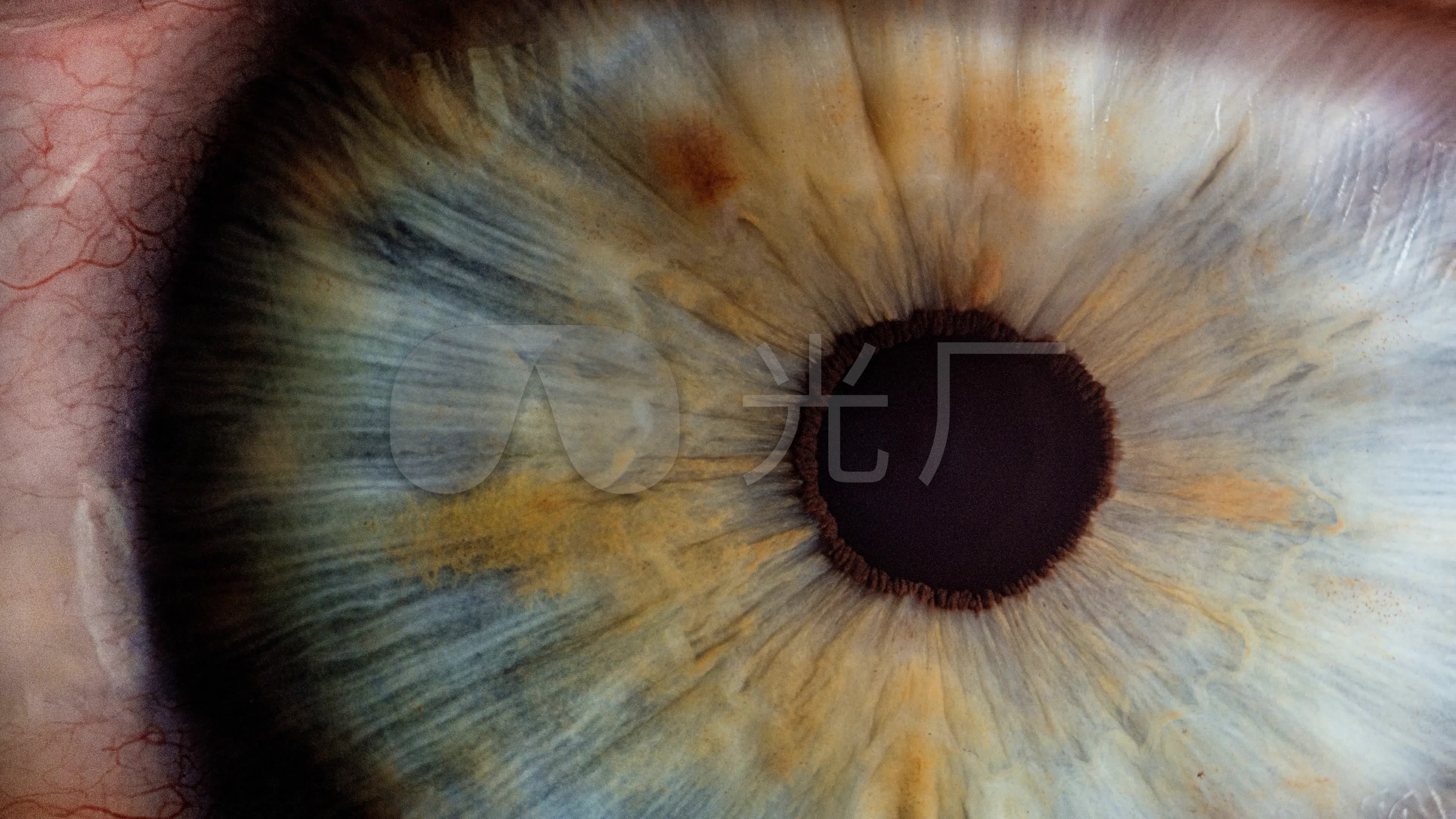 眼睛大眼睛特写眸子瞳孔_3840x2160_高清视频素材下载