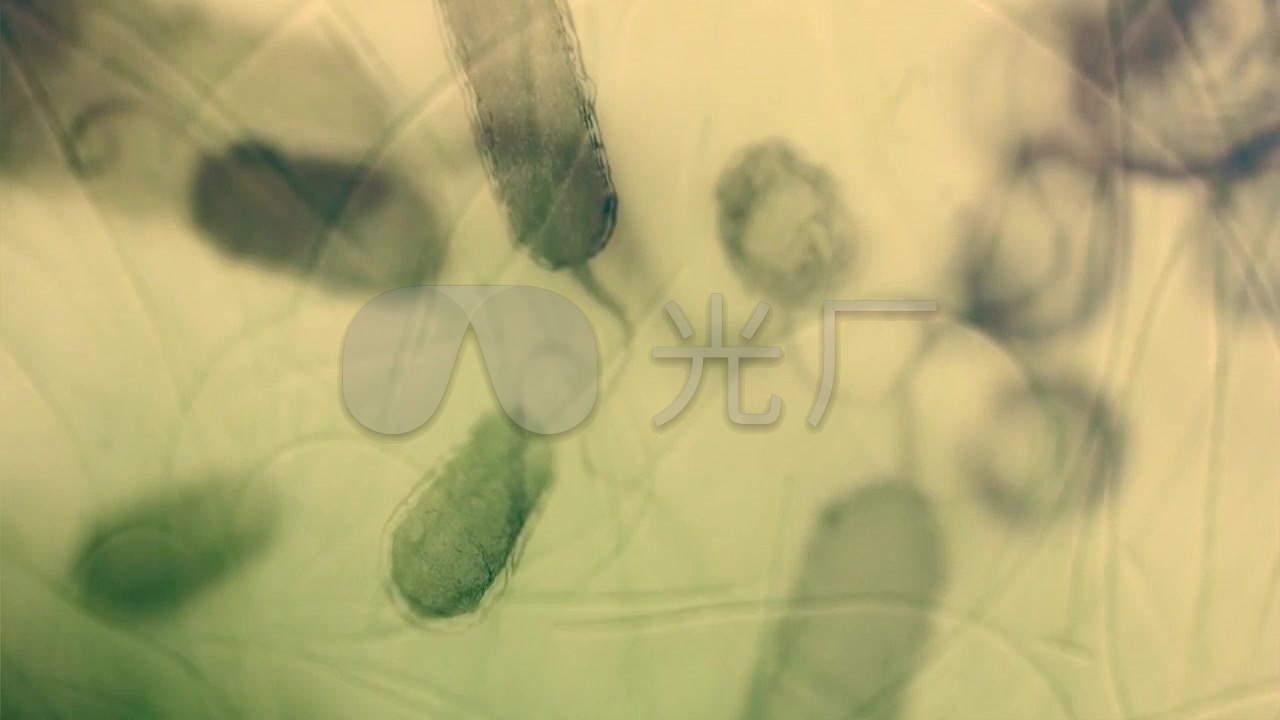 显微镜观察水中的微生物-绿藻丝藻浮游生物_1280x720_高清视频素材