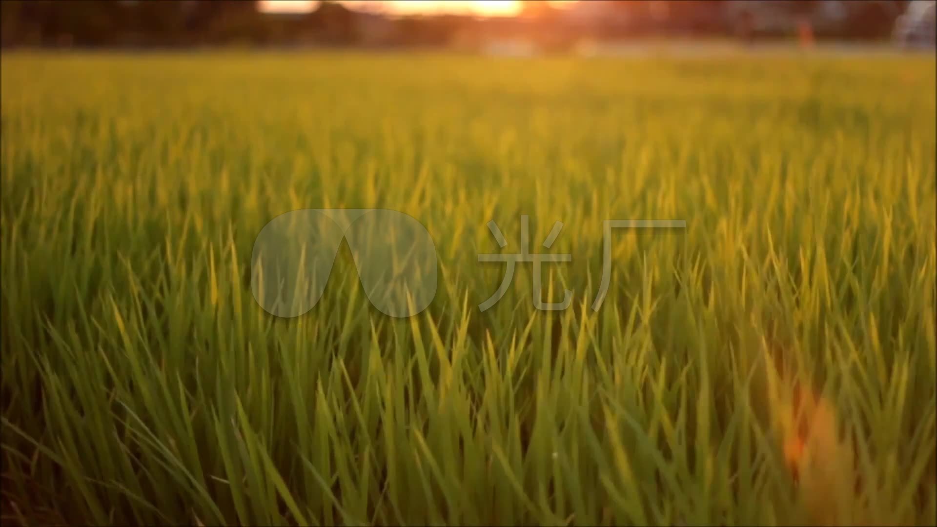 唯美大气夕阳小麦稻田水稻_1920x1080_高清视频素材