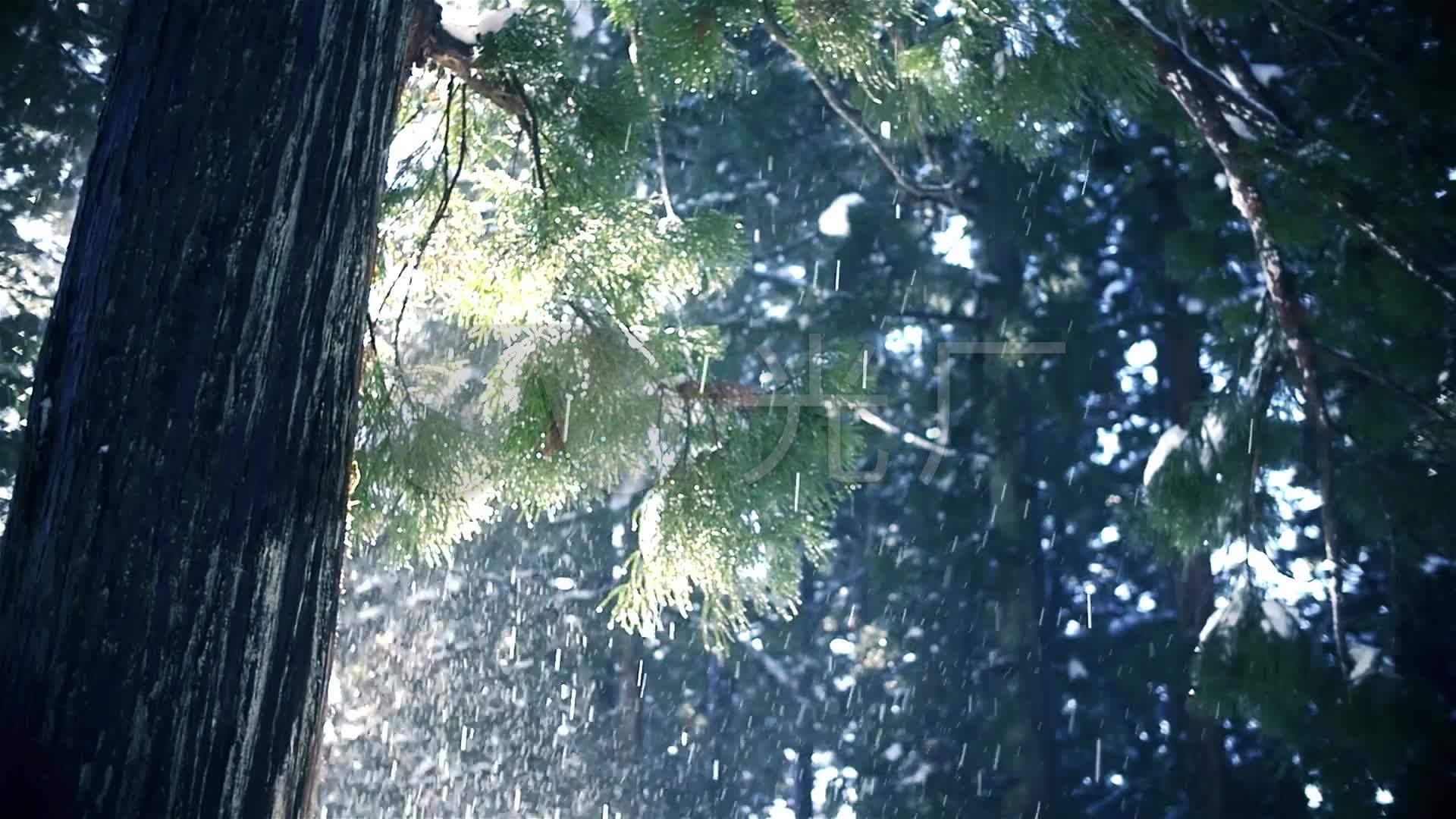 雨中大树_1920x1080_高清视频素材下载(编号:2854593)