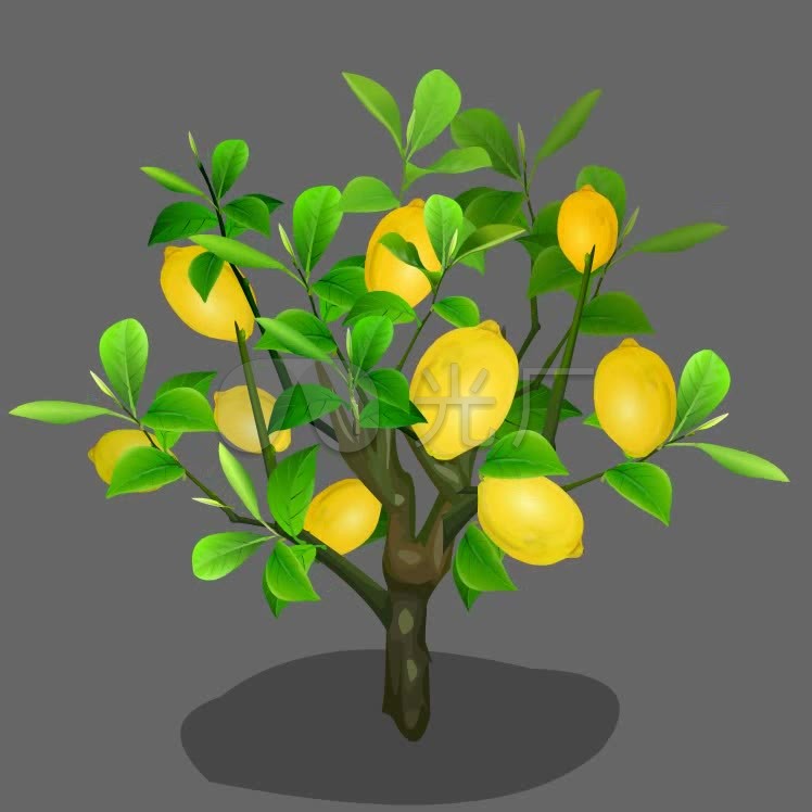卡通柚子树植物可抠像素材