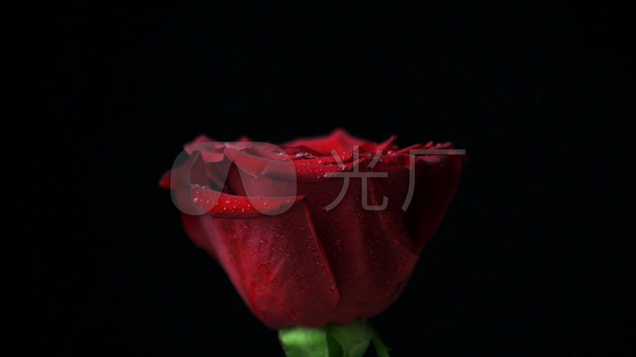唯美红色玫瑰花黑背景特写