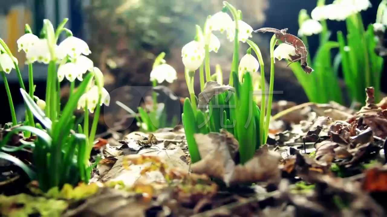 唯美延时植物发芽开花_1280x720_高清视频素材下载(:)