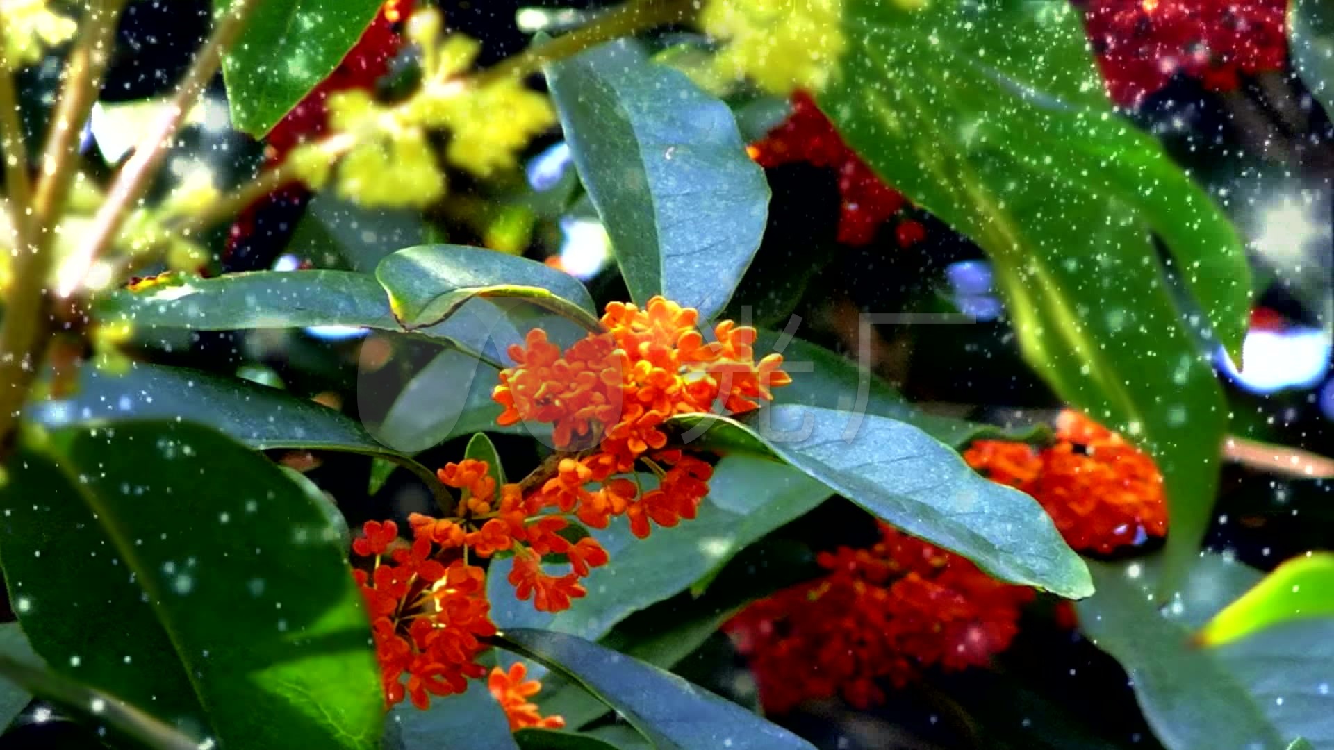 八月桂花遍地开