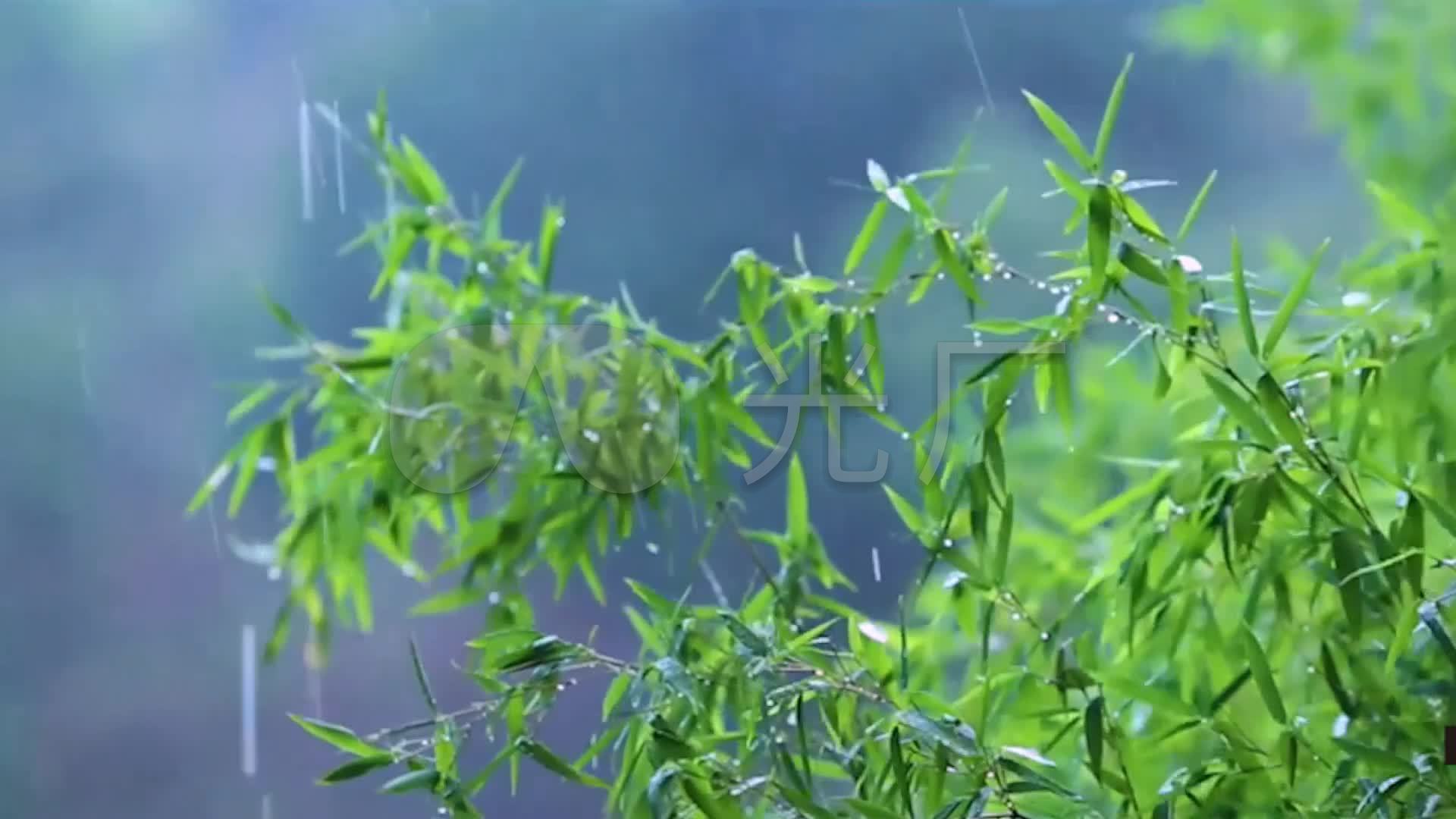 下雨雨后花竹子滴水_1920x1080_高清视频素材下载(:)