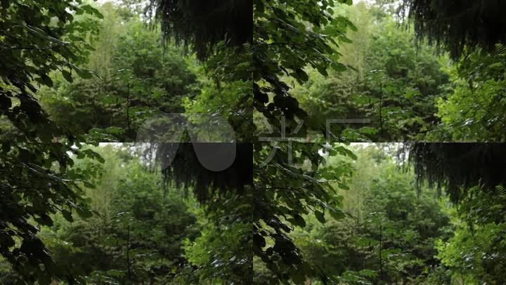 风雨中的树木