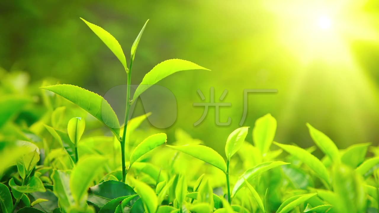 唯美浪漫绿色茶叶阳光自然三维背景