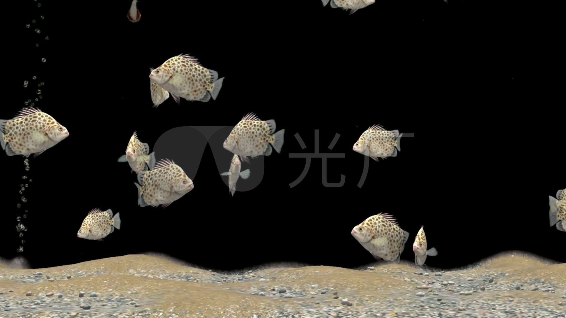 透明通道斑点猫鱼_1920X1080_高清视频素材