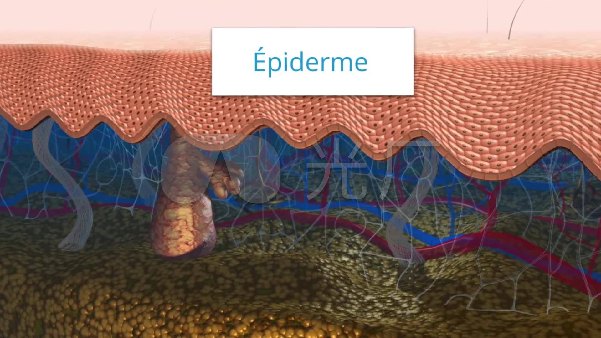 3d医疗人体皮肤细胞组织皮肤肌理皮肤皮层