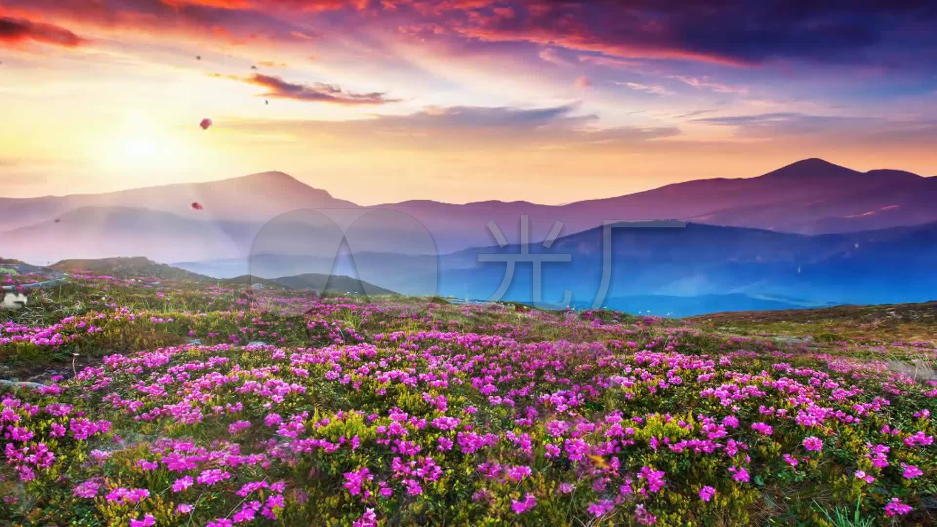 阳光杜鹃花高山夕阳红大屏幕背景_1920x1080_高清视频