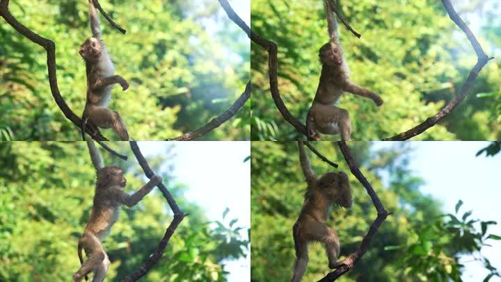 猕猴猴子猴子爬树