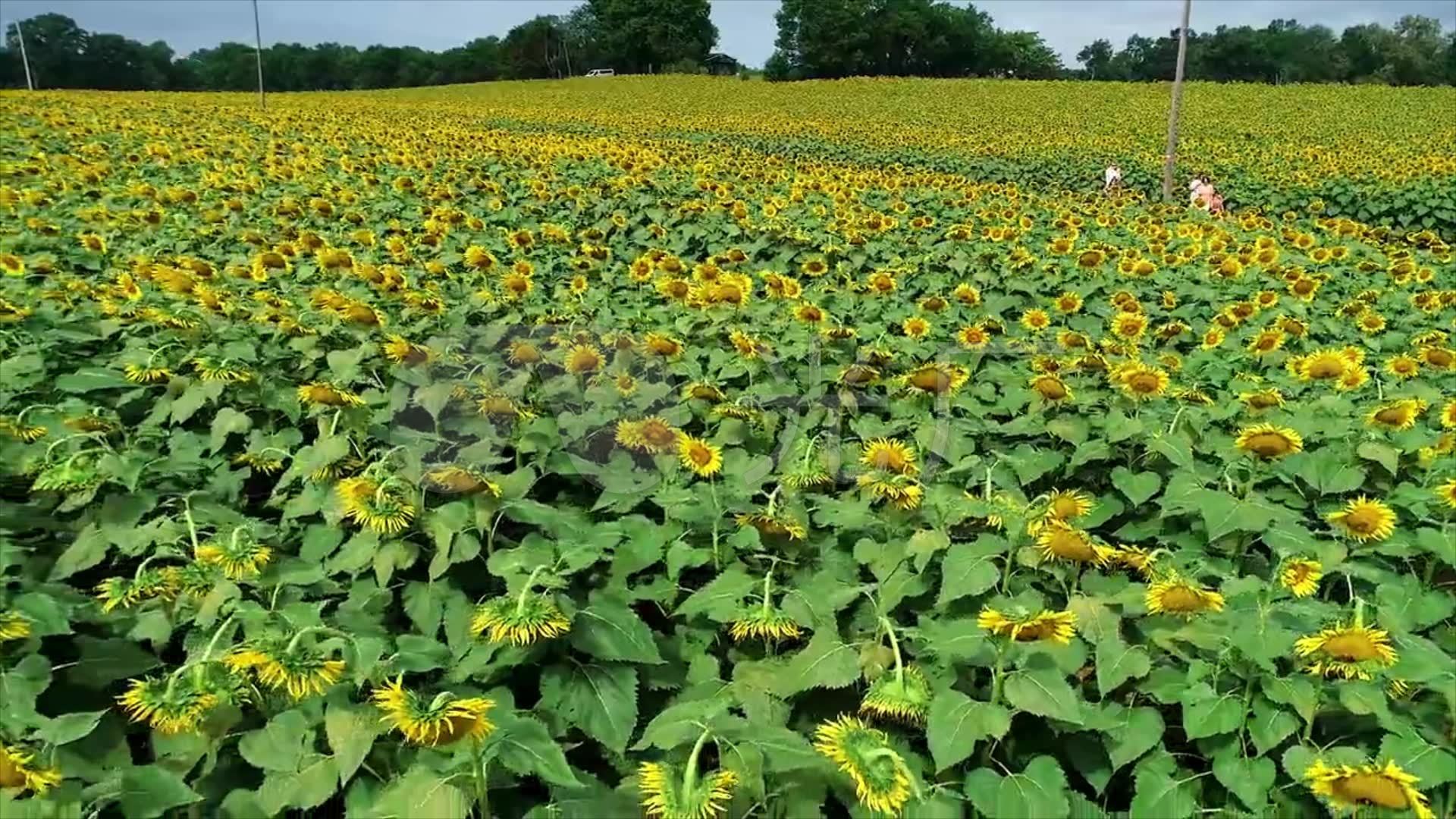 向日葵种植基地航拍_1920x1080_高清视频素材下载(编号:2883775)_实拍