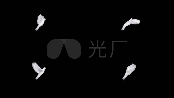 黑底飞翔的鸽子鸽子可透明鸽子飞翔鸽子翱翔鸽子动态鸽子 【声明】vj