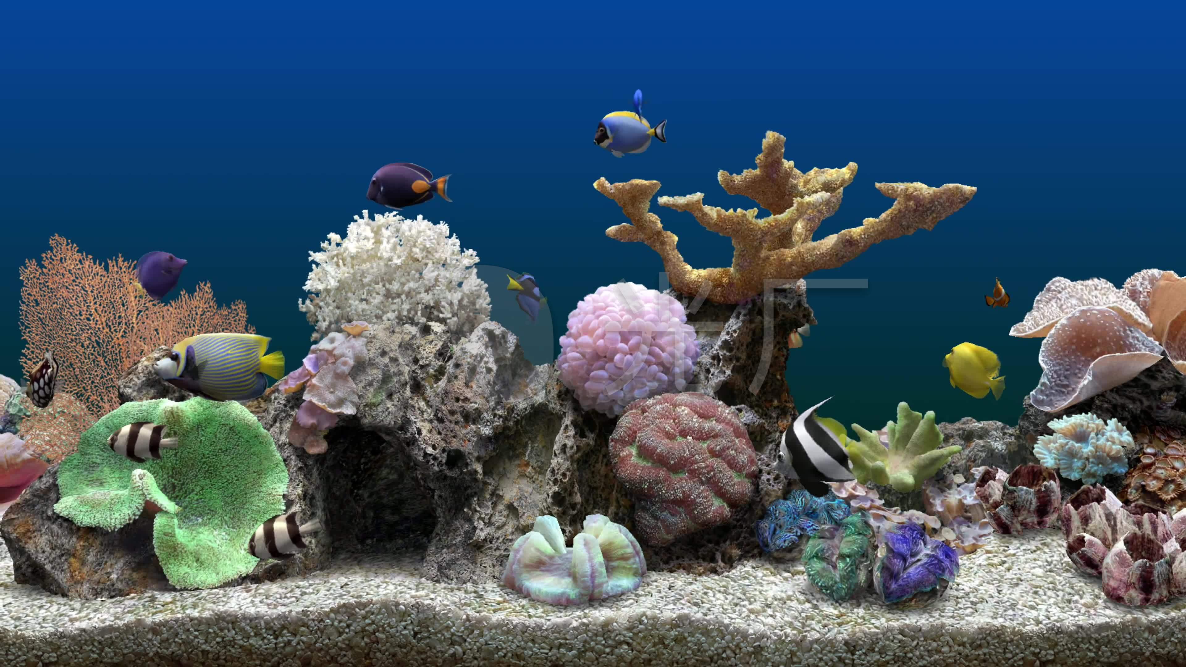 4k海底世界屏保
