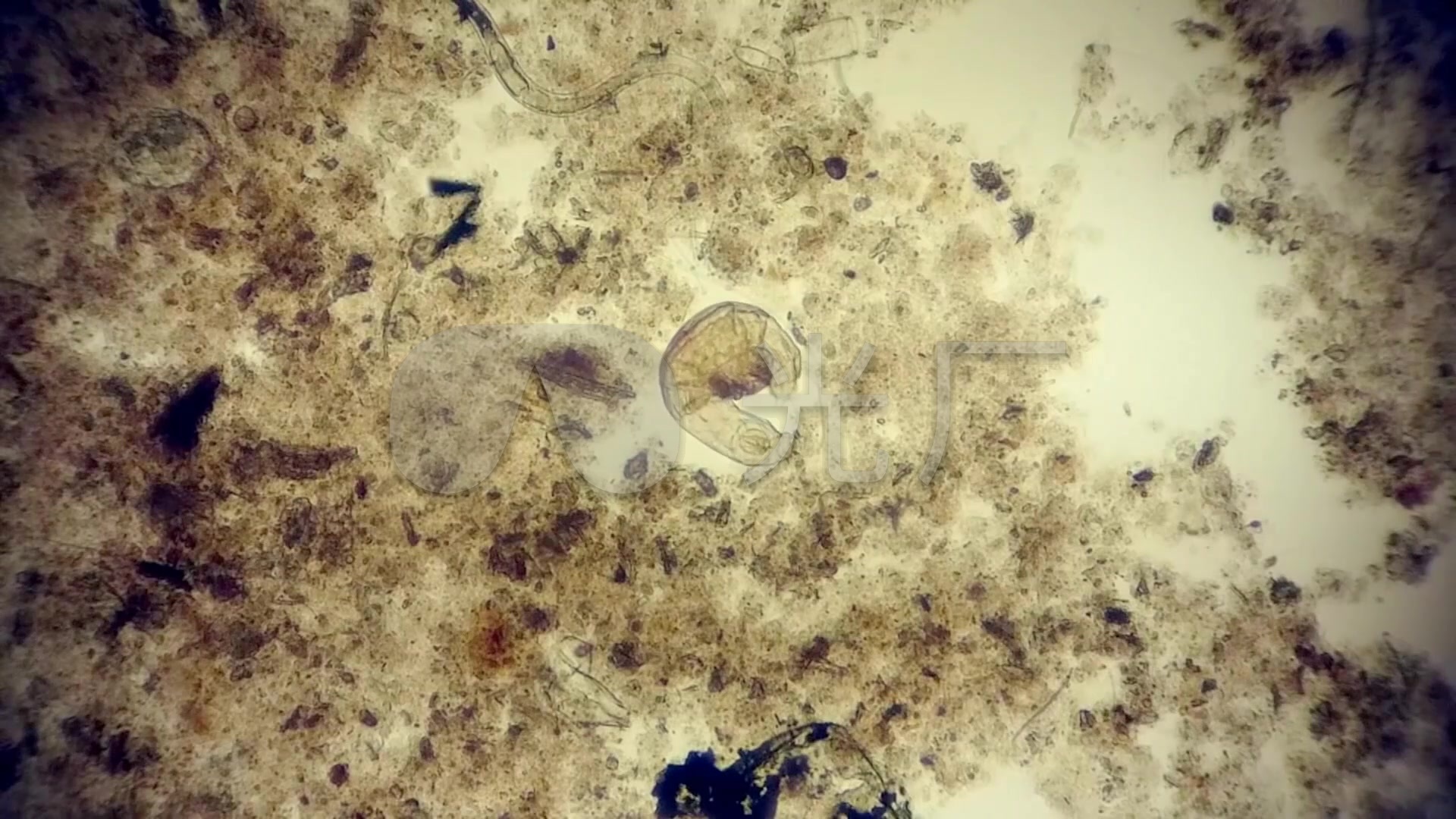 显微镜下的细菌_1920X1080_高清视频素材下
