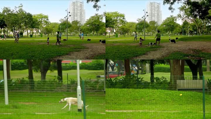 上一页 / 下一页 键盘左右键也可以翻页哟画质举报 公园遛狗绿地小区