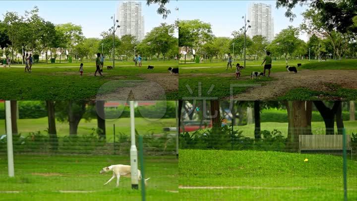 公园遛狗