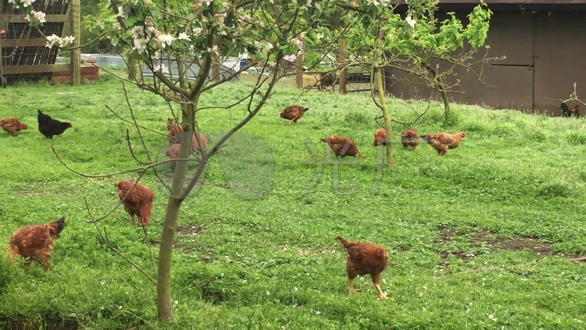 生态农场土鸡散养鸡养殖