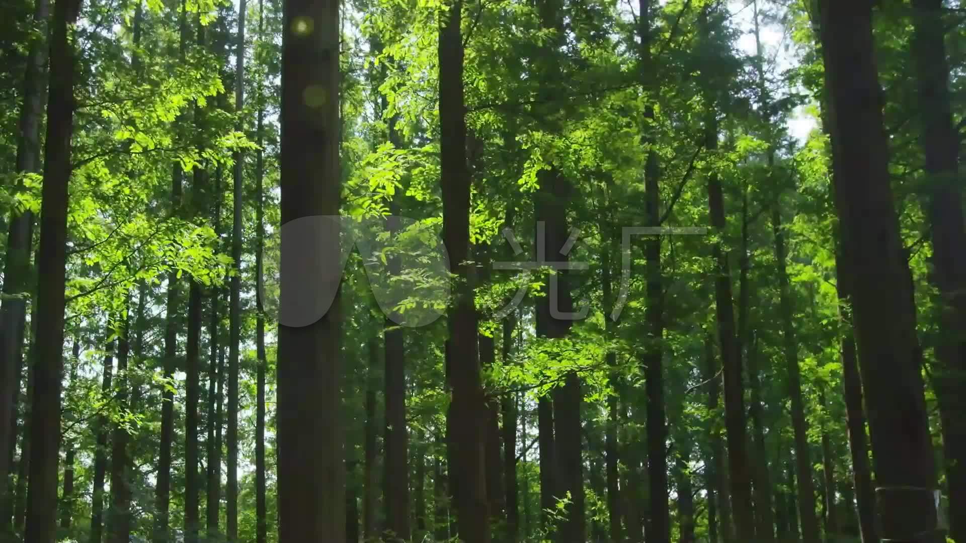 风景森林生态公园树林大自然_1920X1080_高