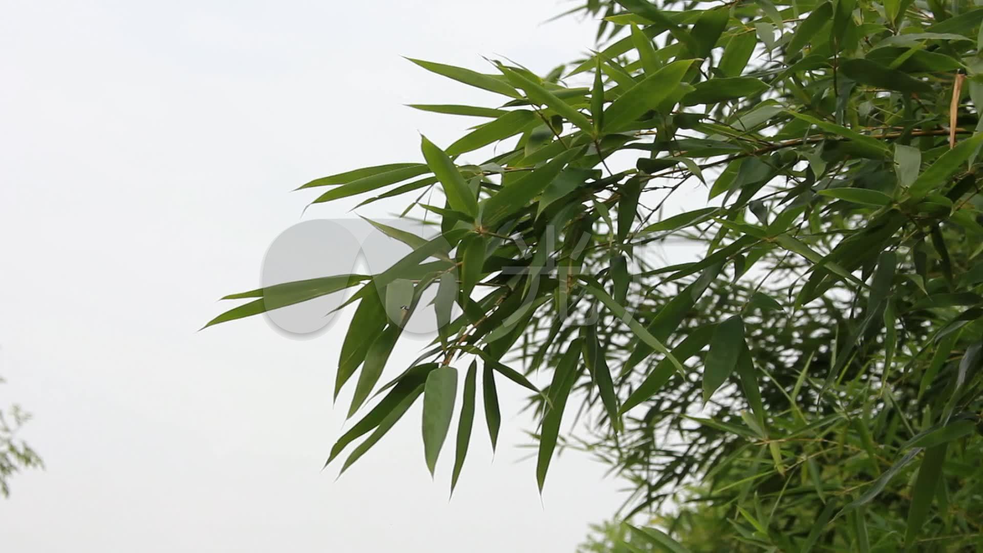 原创竹林竹子