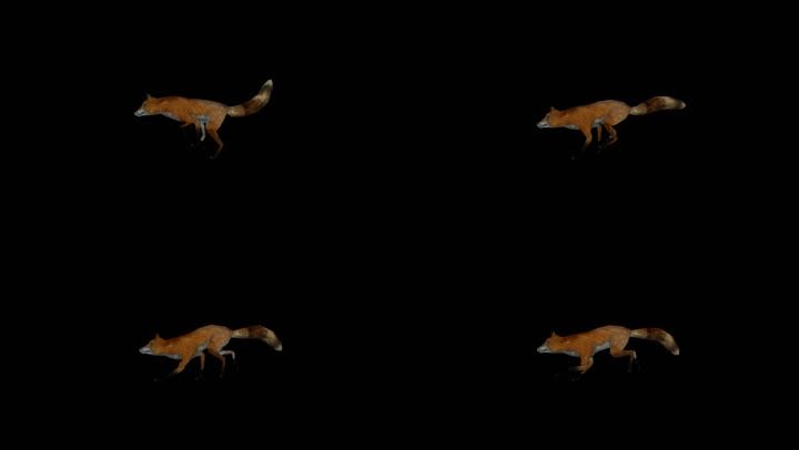 狐狸奔跑动画带通道