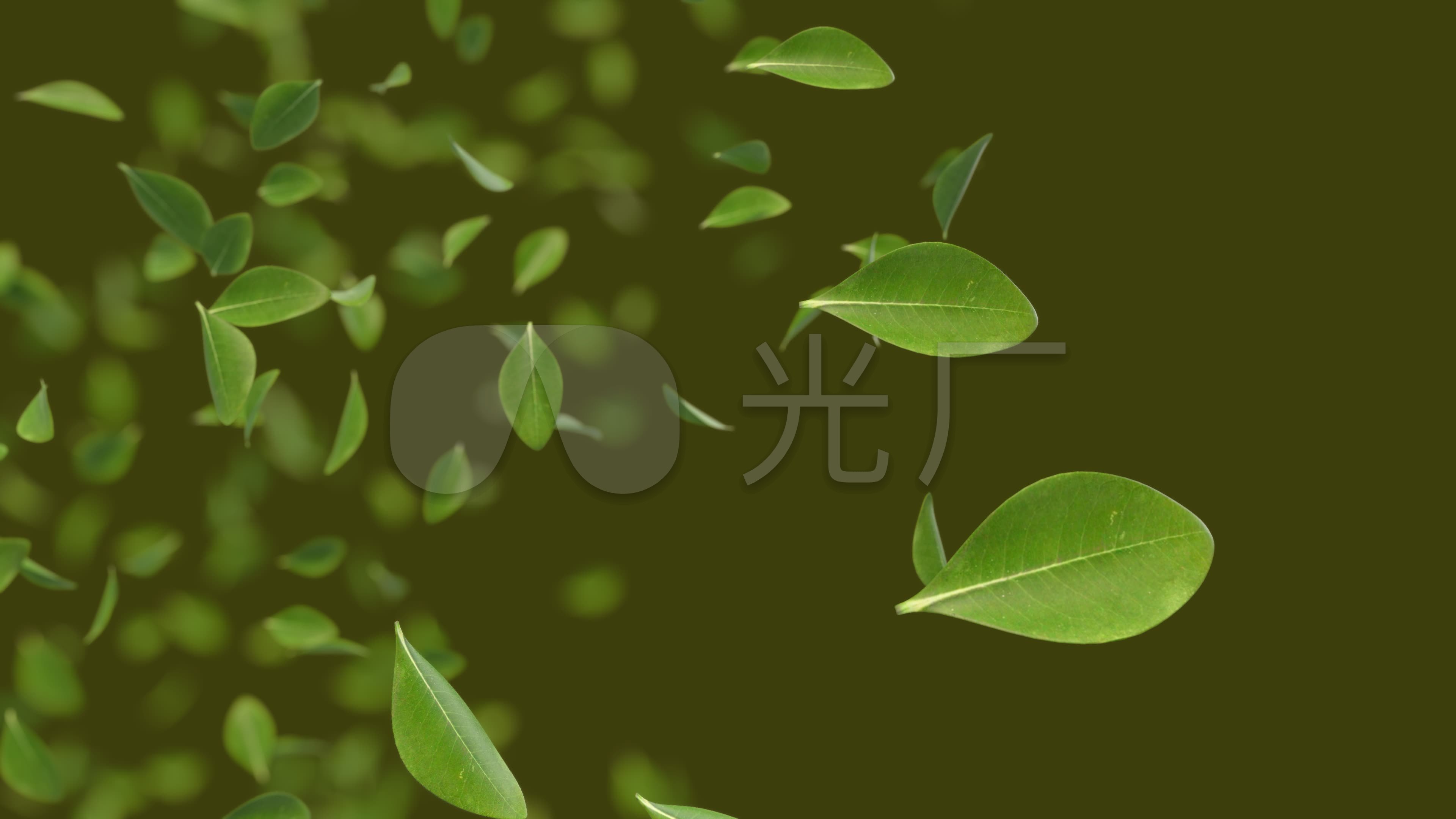 4k绿色树叶飞舞_3840x2160_高清视频素材下载(编号:)