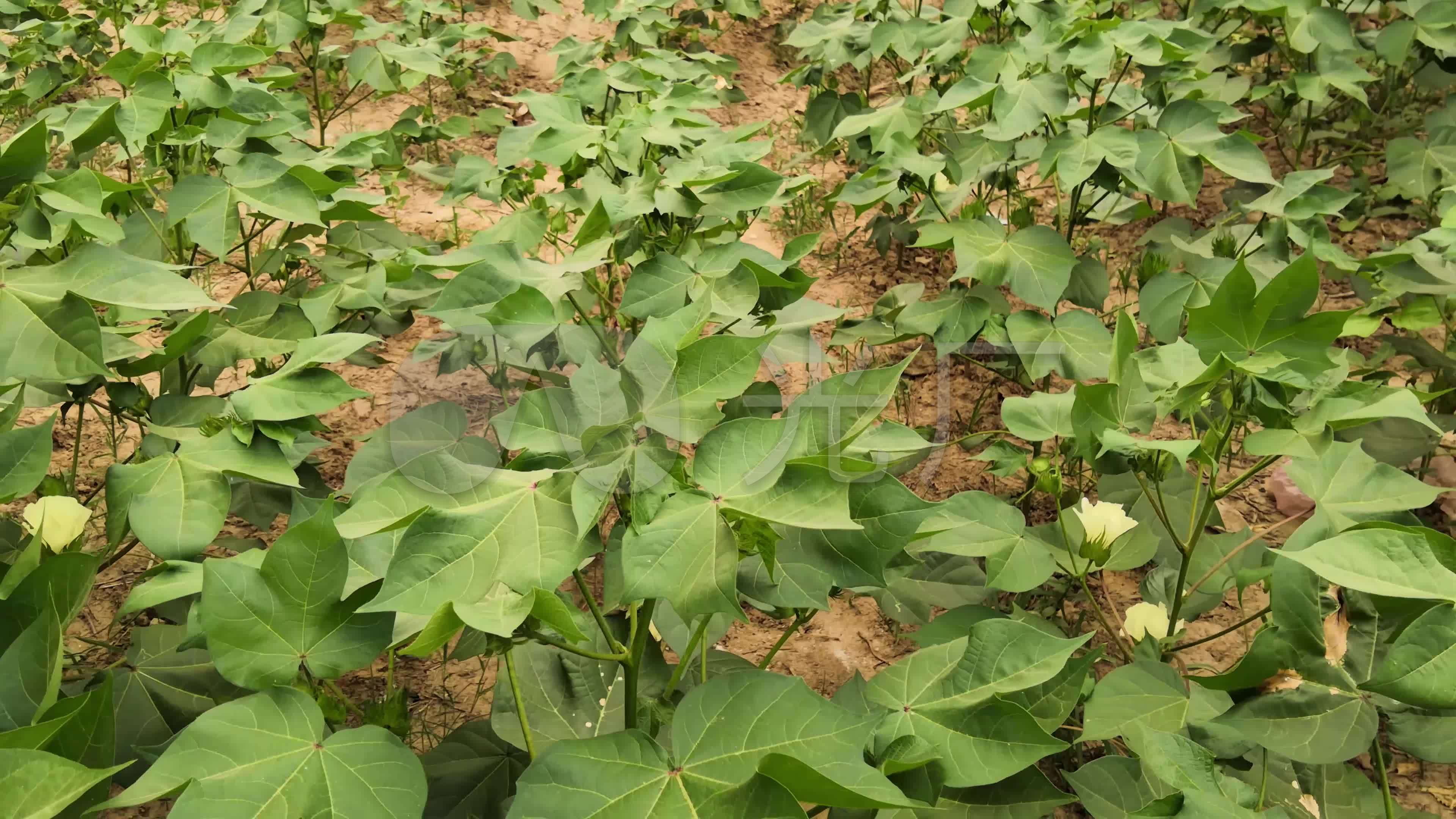 棉花种植基地