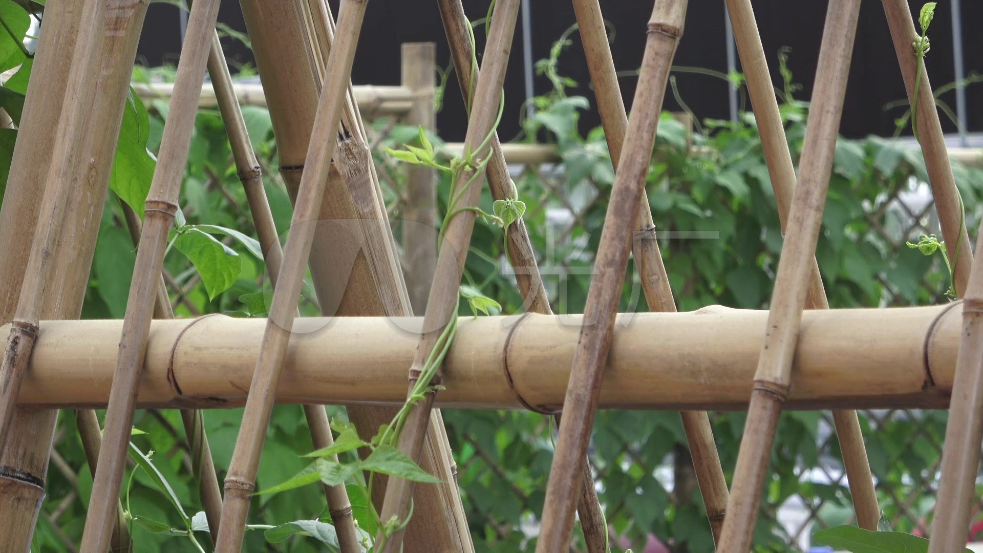 菜园木屋竹篱笆