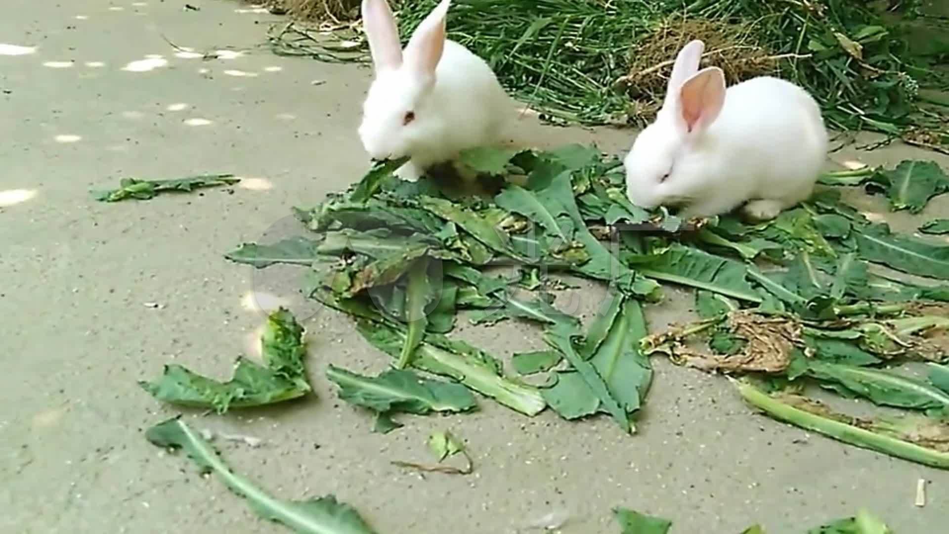 实拍动物小白兔吃菜吃食视频_1920X1080_高