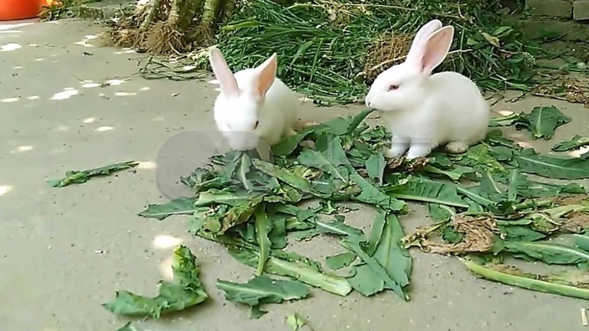 实拍 动物 小白兔 吃菜 吃食 视频