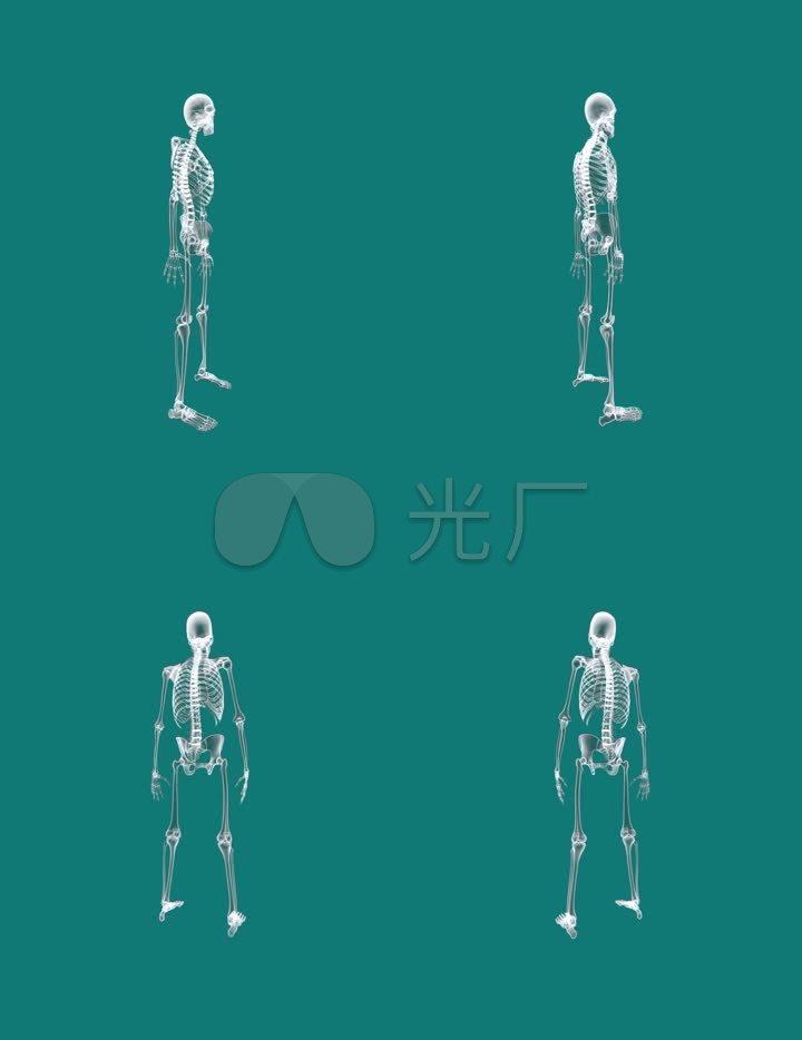 人体骨骼-alpha透明通道