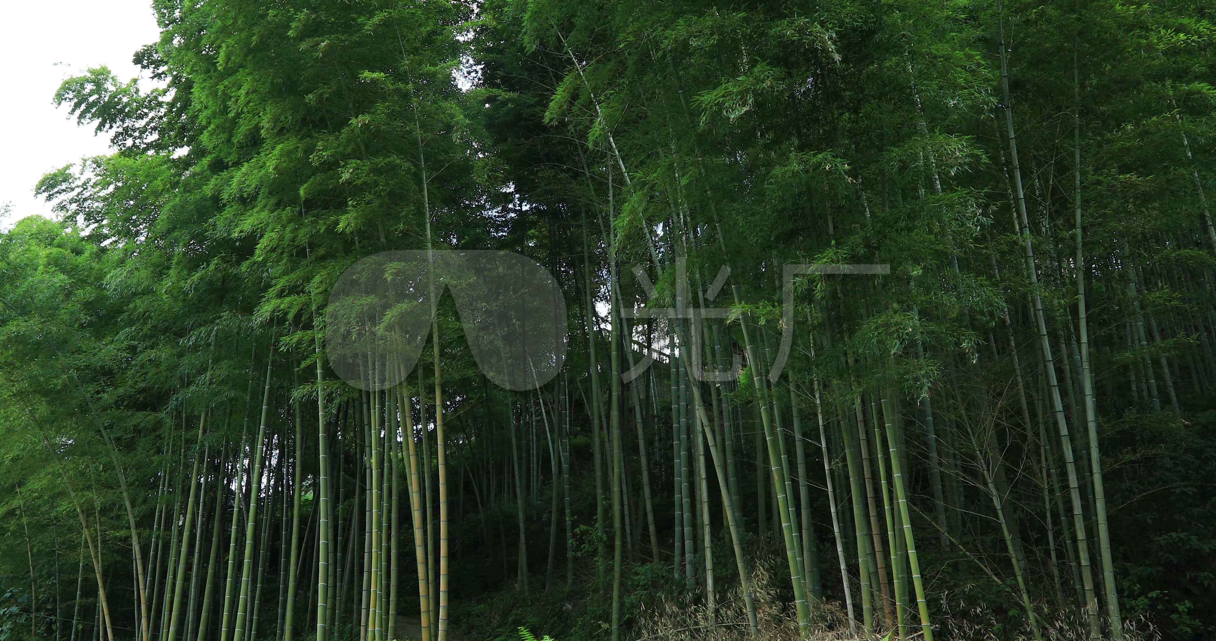 4k3组实拍思旸苦竹笼楠竹特写43秒_4096x2160_高清(:)